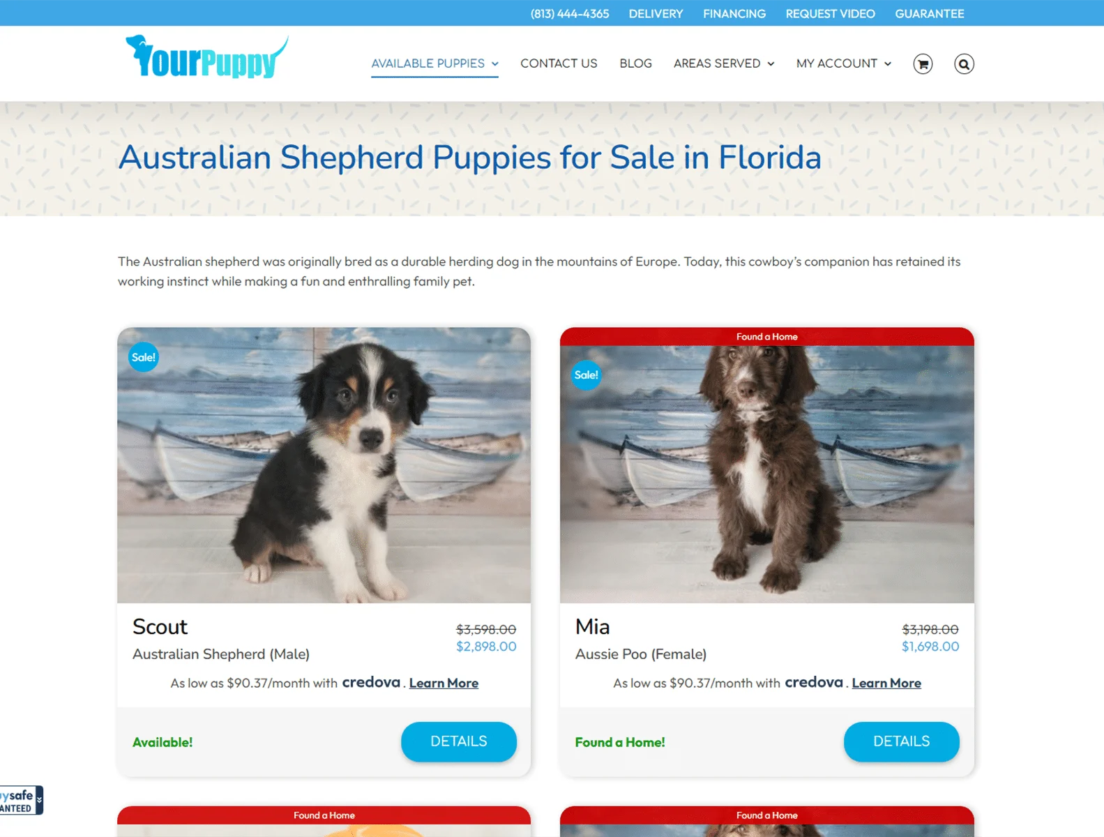 Your Puppy 4 australian shepherd puppies for sale in florida your puppy fl