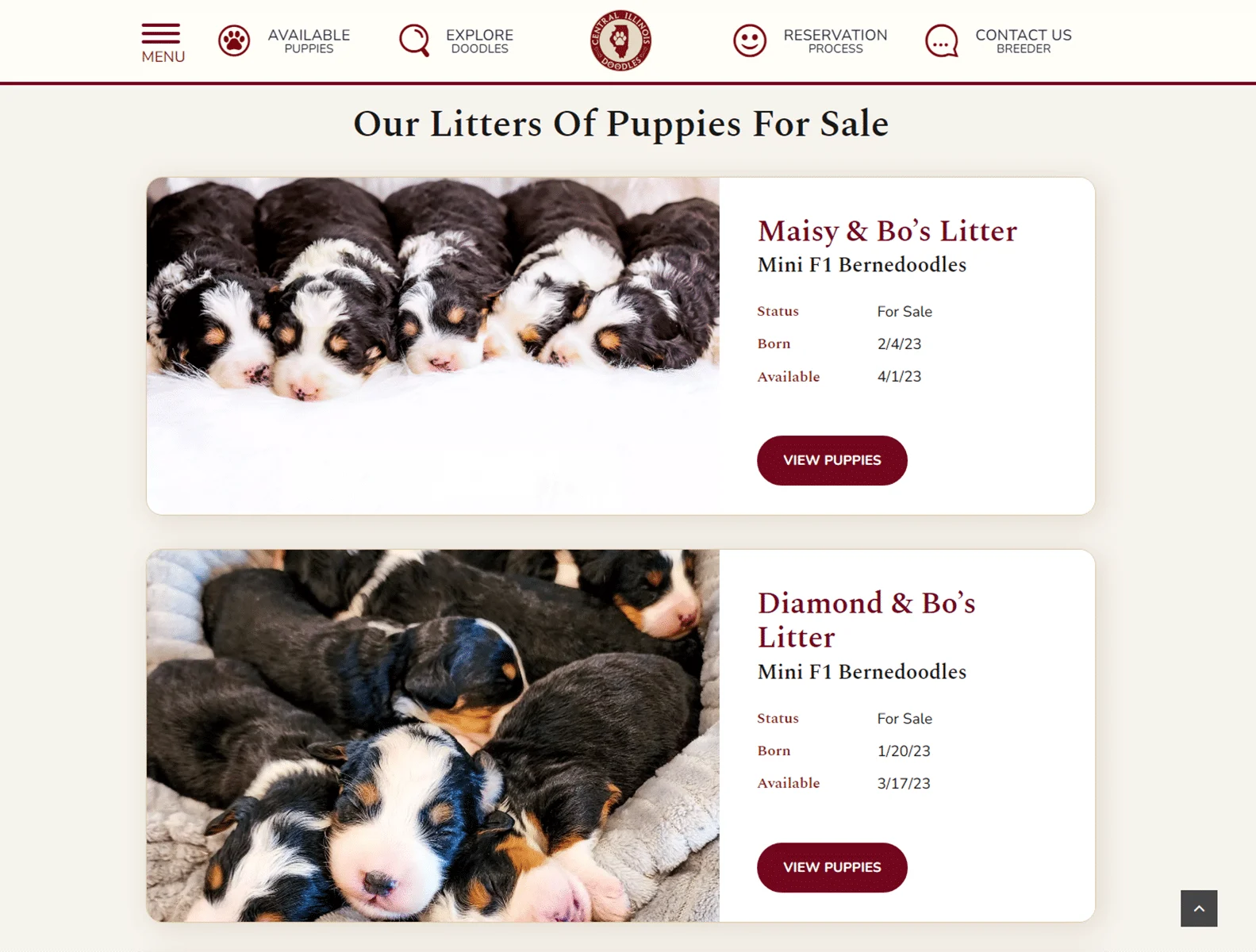 Central Illinois Doodles 5 the best doodle breeder near me central illinois doodles